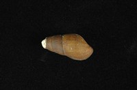 藏品(川蜷)的圖片